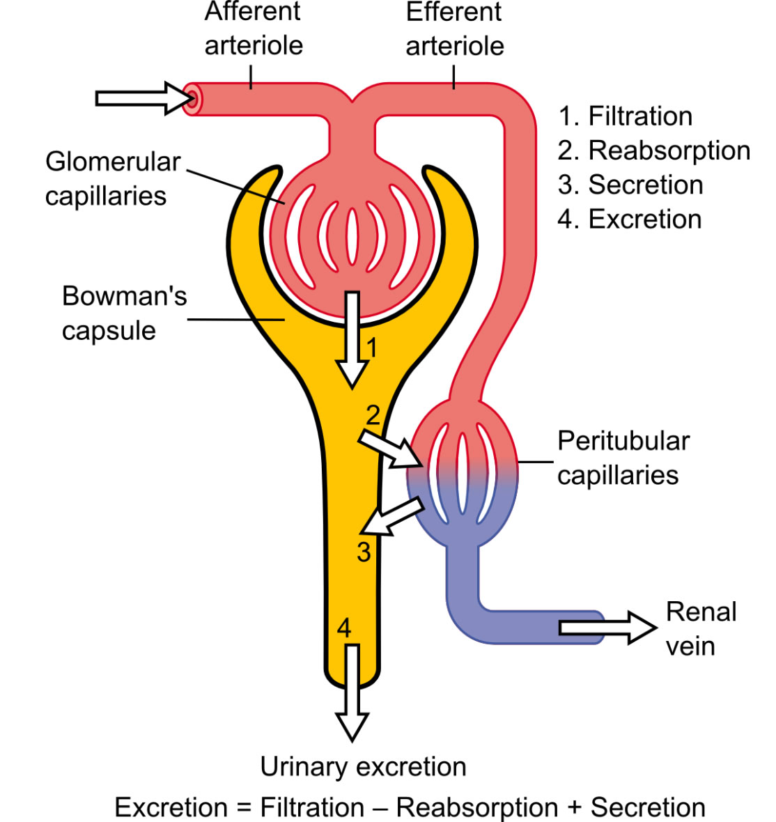 Einfaches Schema eines Nephrons